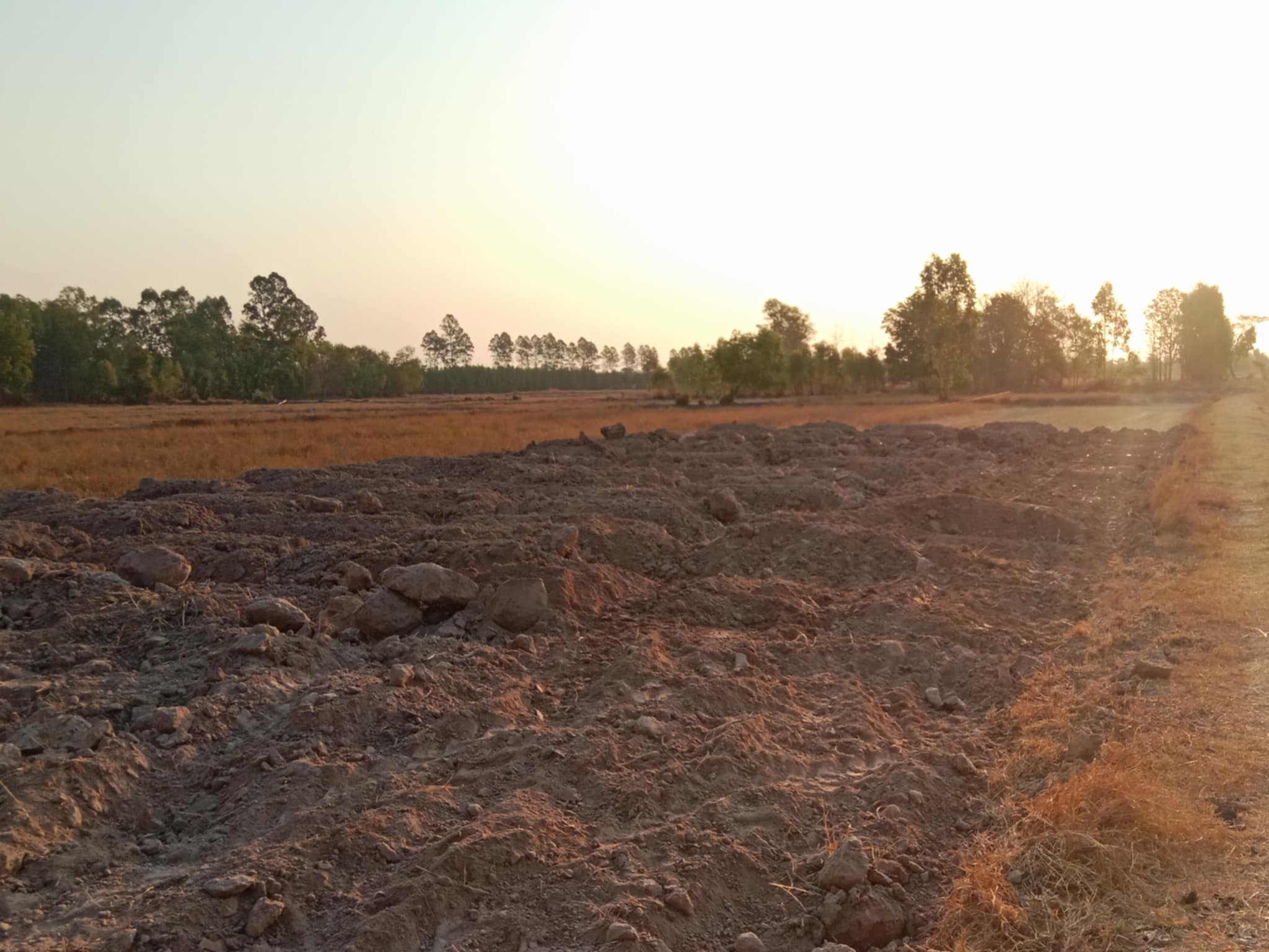 Raised land along a rural road in Buriram province, northeast Thailand — soil excavated from a pond used to elevate adjacent land above flood level