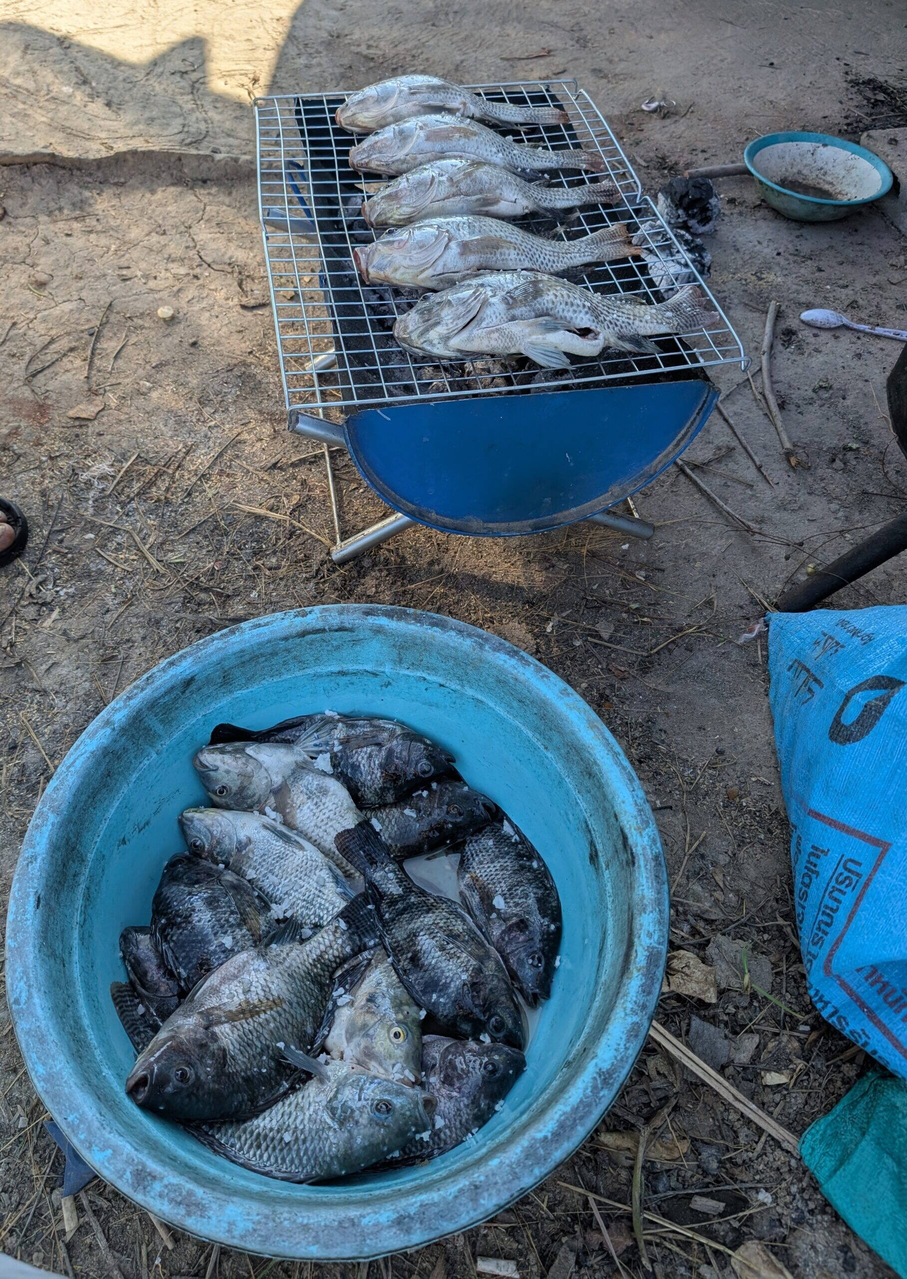 Fresh tilapia being grilled — Isaan food at its most basic on the family land in Buriram