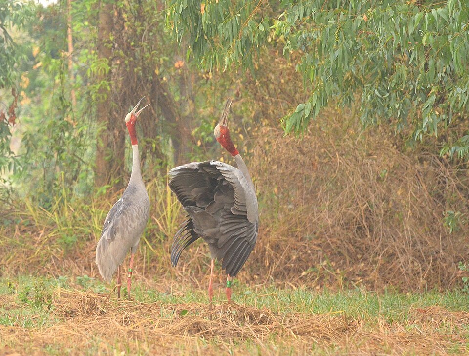 Sarus Cranes at Huai Chorakhe Mak wetland, Buriram, Thailand