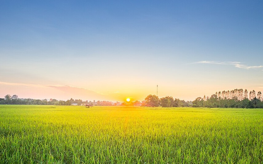 Lush rice fields in Isaan, northeast Thailand at dusk