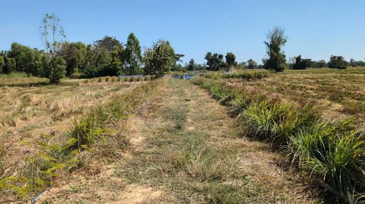 Dry farmland near Krasang in Buriram province during the hot season