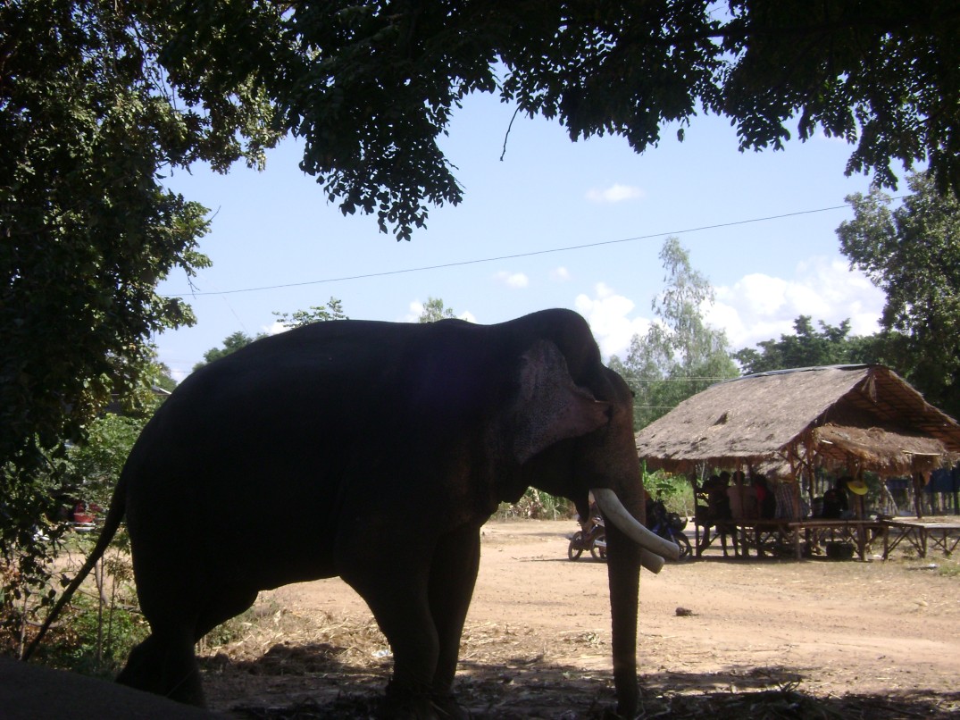 A tusked bull elephant in the village at Ban Ta Klang, Surin province, Thailand