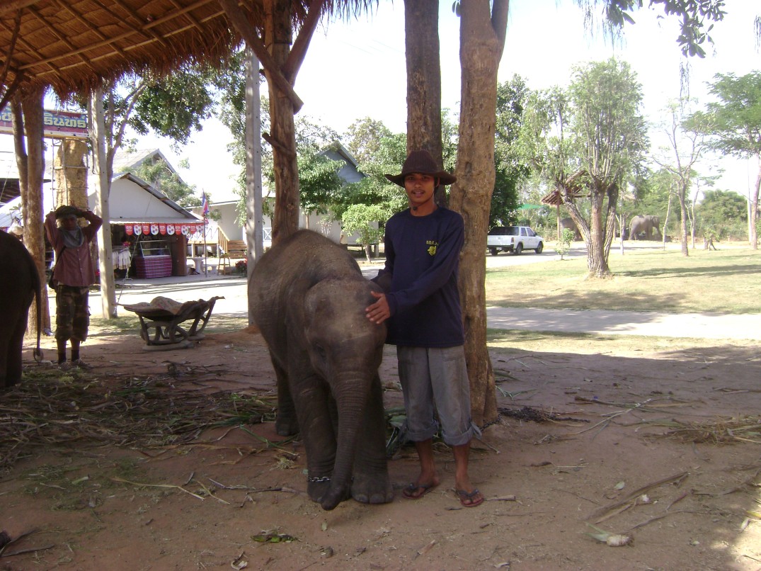 A young mahout with a baby elephant at Ban Ta Klang village, Surin