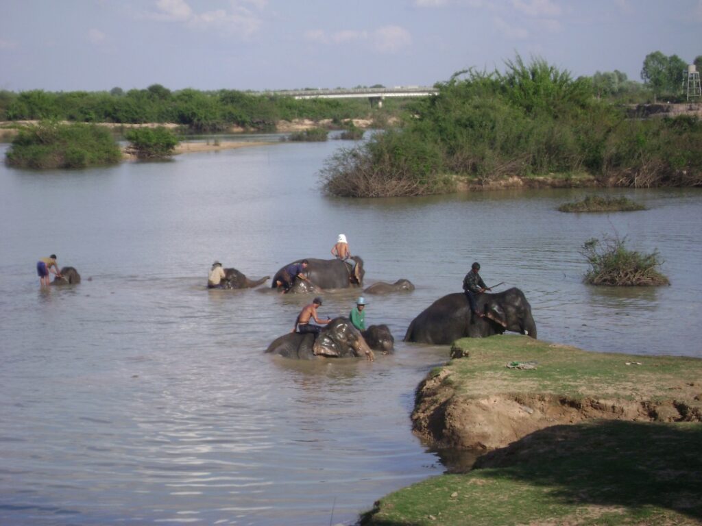 Mahouts bathing elephants in the river at Ban Ta Klang elephant village, Surin, Thailand