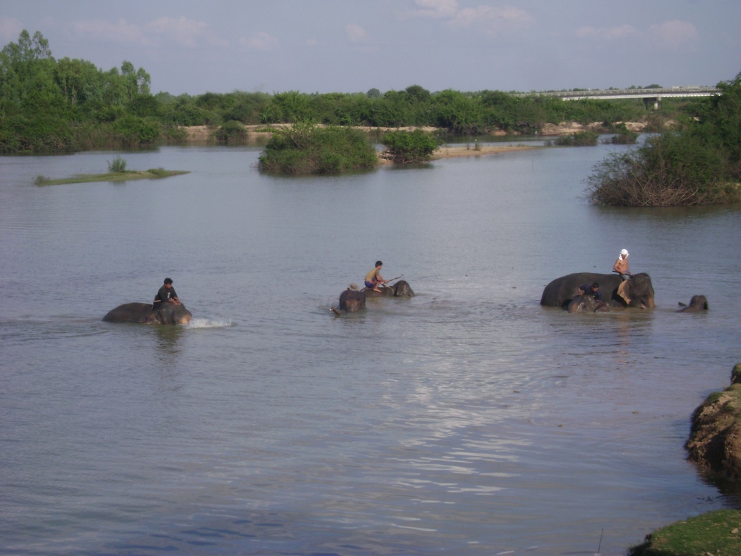 Elephants being bathed in the river at Ban Ta Klang, Surin province