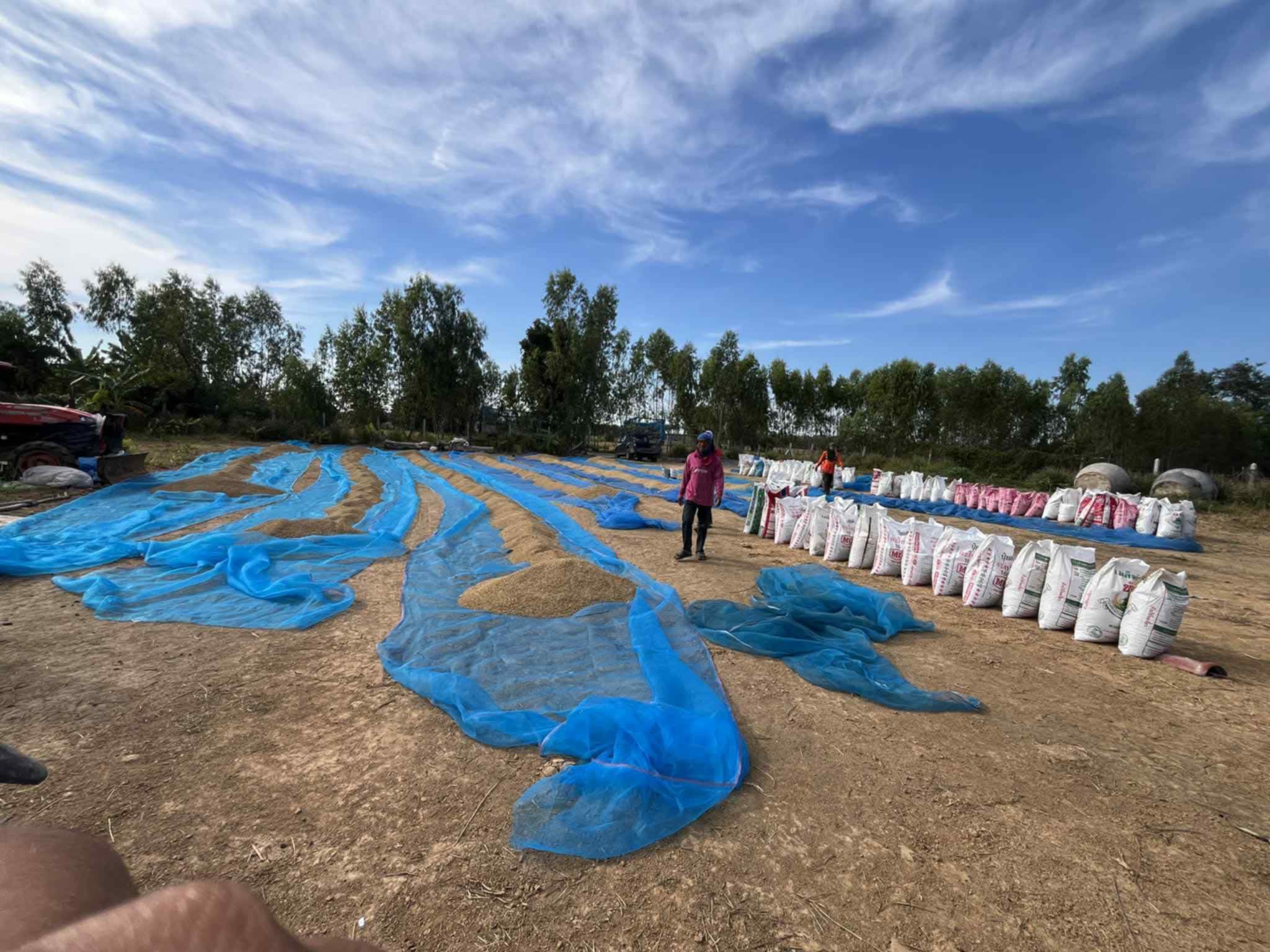 Rice harvest drying on blue nets in rural Buriram — the cost of living in Buriram reflects this agricultural economy