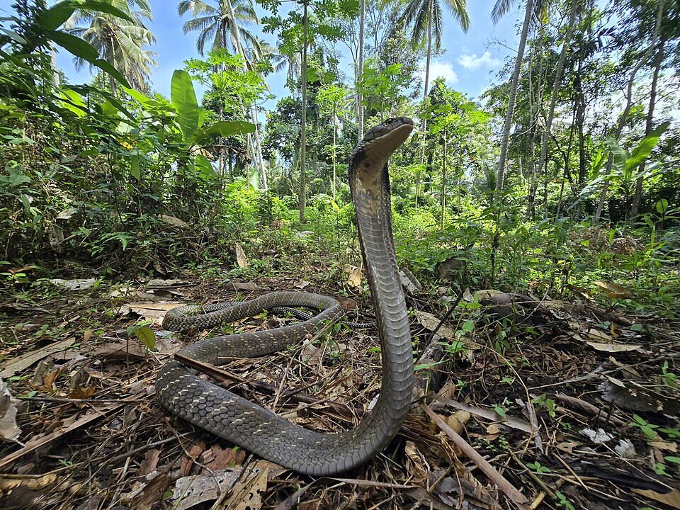 King cobra rearing in forest undergrowth, Southeast Asia