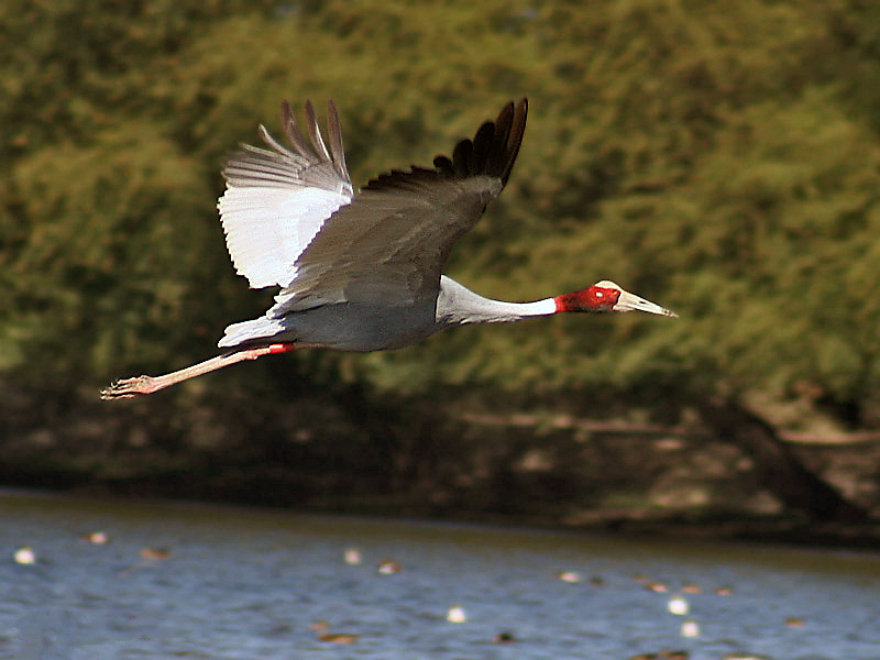 Eastern Sarus Crane in flight — the world's tallest flying bird