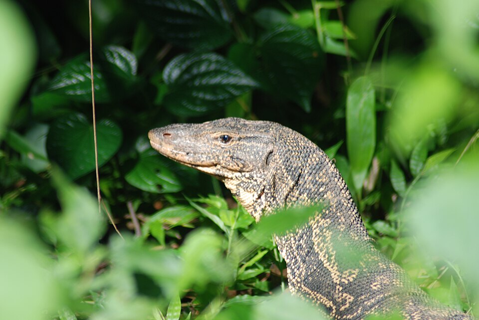 Snake Monitor Wildlife in Buriram: Snakes, Monitors and What Lives in Isaan - Buriram ...