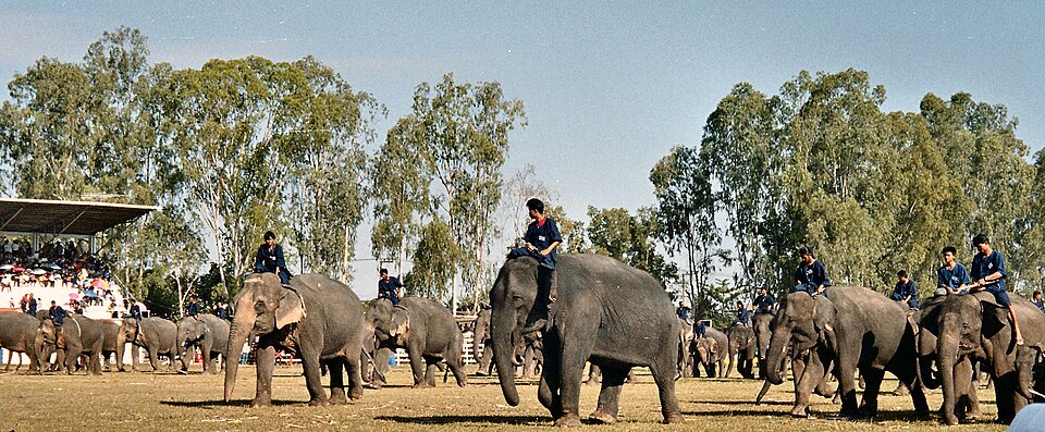 Elephants at the Surin Elephant Festival procession, Thailand